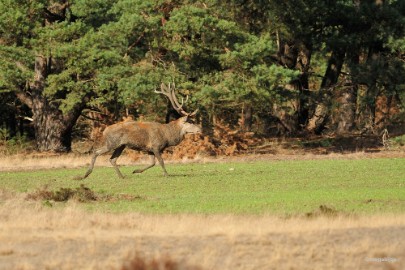 aDSC_1314 De Veluwe