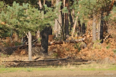 aDSC_1320 De Veluwe