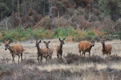 aDSC_1336 De Veluwe