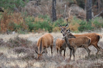 aDSC_1343 De Veluwe