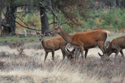 aDSC_1353 De Veluwe