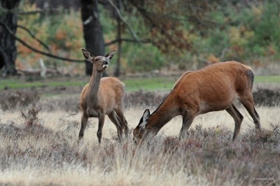 aDSC_1360 De Veluwe