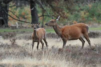 aDSC_1364 De Veluwe