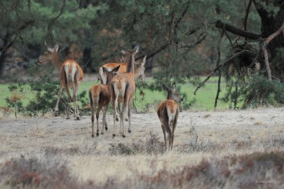 aDSC_1371 De Veluwe