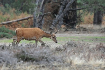 aDSC_1375 De Veluwe