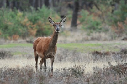 aDSC_1381 De Veluwe