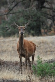 aDSC_1397 De Veluwe