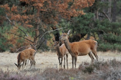 aDSC_1404 De Veluwe