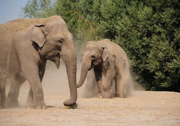 Dierenrijk juli 2018