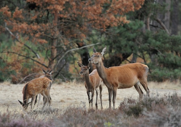 Nationaal park de hoge Veluwe 2018