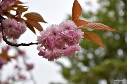 aDSC_5788 Japanse tuin Hasselt 2019