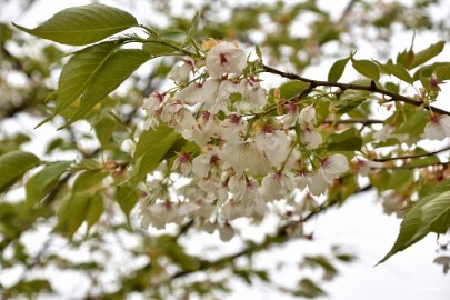 aDSC_5790 Japanse tuin Hasselt 2019