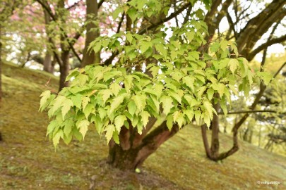 aDSC_5819 Japanse tuin Hasselt 2019