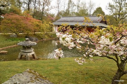 aDSC_5822 Japanse tuin Hasselt 2019