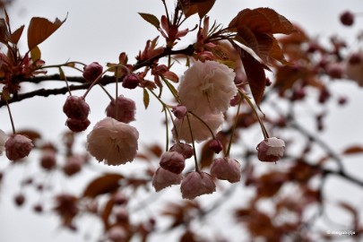 aDSC_5824 Japanse tuin Hasselt 2019