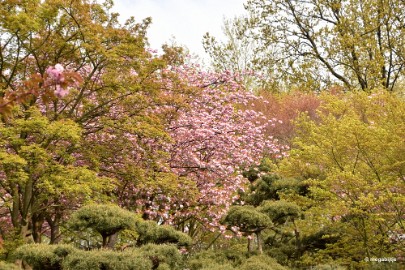 aDSC_5964 Japanse tuin Hasselt 2019