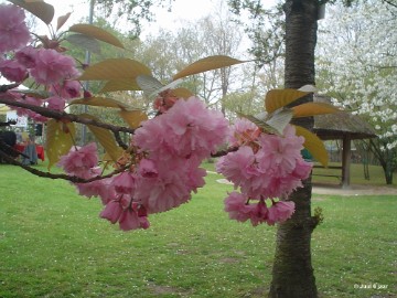 aDSC00155 Foto's Juul 6 jaar in Japanse tuin Hasselt 2019