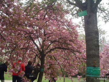 aDSC00157 Foto's Juul 6 jaar in Japanse tuin Hasselt 2019