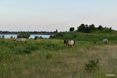 bdDSC_0031 Molenplas maasvallei 2019