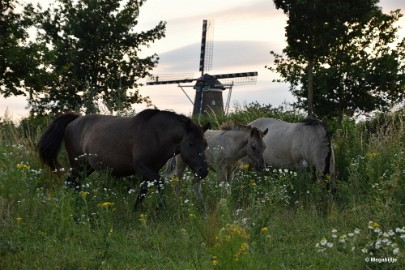 bdDSC_0034 Molenplas maasvallei 2019