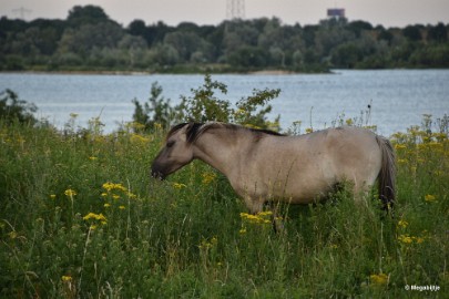 bdDSC_0042 Molenplas maasvallei 2019