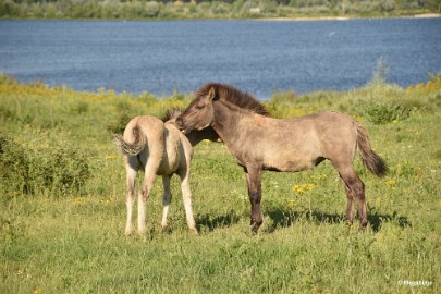 bdDSC_9799 Molenplas maasvallei 2019