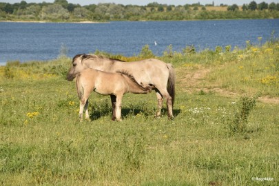 DSC_9804 Molenplas maasvallei 2019