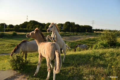 bdDSC_9947 Molenplas maasvallei 2019