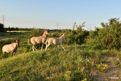 bdDSC_9963 Molenplas maasvallei 2019