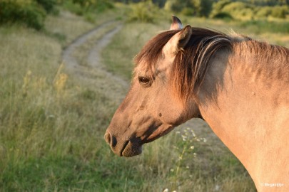 bdDSC_9991 Molenplas maasvallei 2019