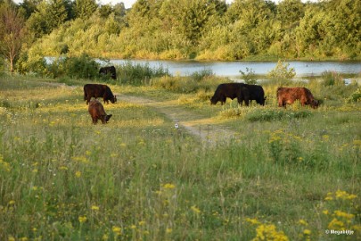 bdDSC_9997 Molenplas maasvallei 2019