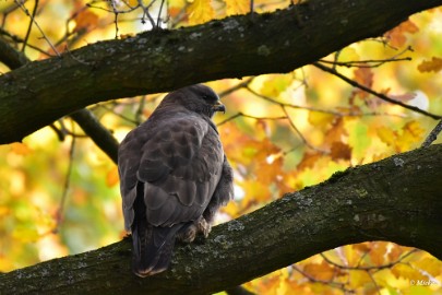 aDSC_7198 Buizerd op de uitkijk