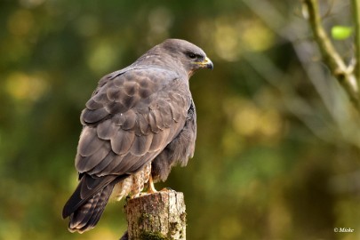 aDSC_7710 Buizerd