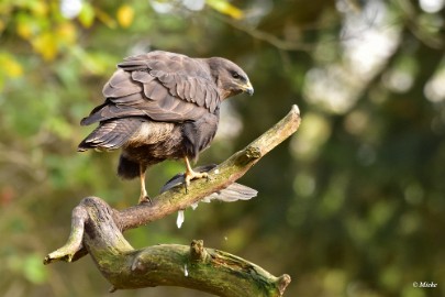 aDSC_7721 Buizerd