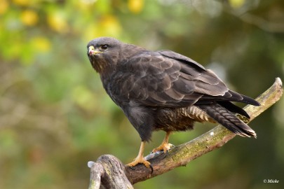 aDSC_7823 Buizerd