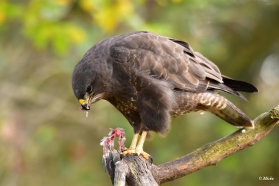 aDSC_7866 Buizerd met prooi