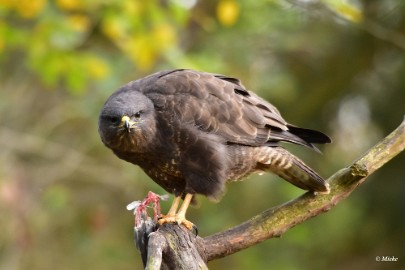 aDSC_7871 Buizerd met prooi