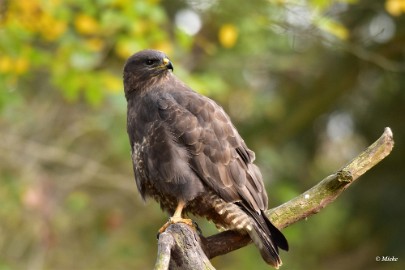 aDSC_7935 Buizerd