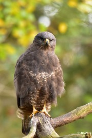 aDSC_7974 Buizerd