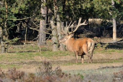 aDSC_9193 Veluwe 2019