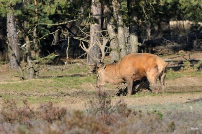 aDSC_9197 Veluwe 2019