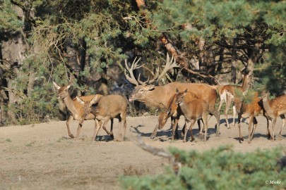 aDSC_9277 Veluwe 2019