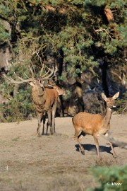 aDSC_9282 Veluwe 2019