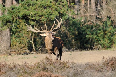 aDSC_9311 Veluwe 2019