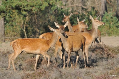 aDSC_9320 Veluwe 2019