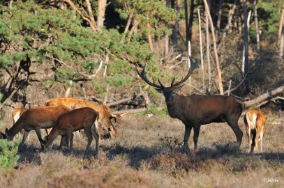 aDSC_9360 Veluwe 2019