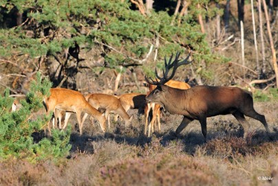 aDSC_9365 Veluwe 2019