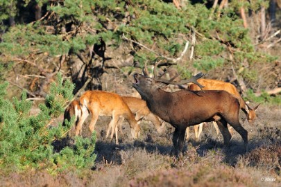 aDSC_9370 Veluwe 2019