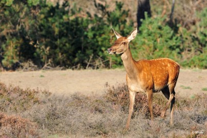 aDSC_9381 Veluwe 2019