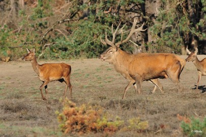 aDSC_9392 Veluwe 2019